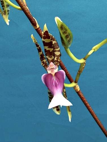 Oncidium karwinskii blooming - oncidium,