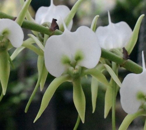 Angraecum eburneum orchid - angraecum,