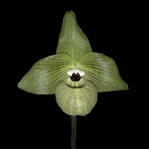 Green parvi vietnam paph - green,